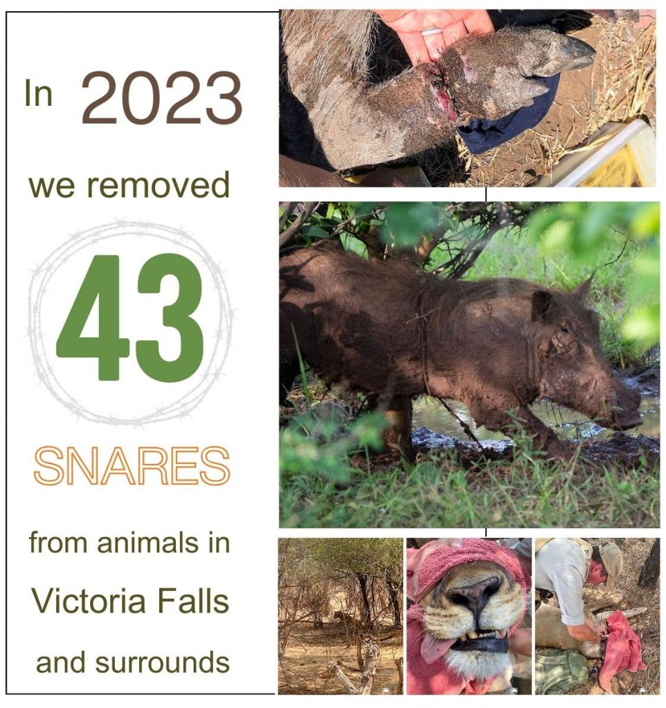 2023 desnares infographic