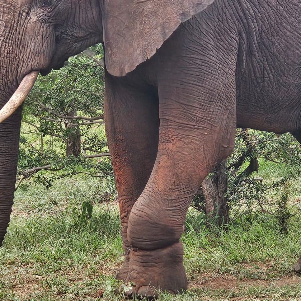 elephant desnare zambezi national park