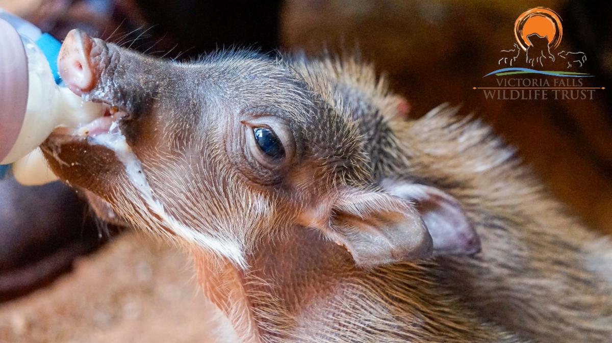 vfwt baby warthog rescue