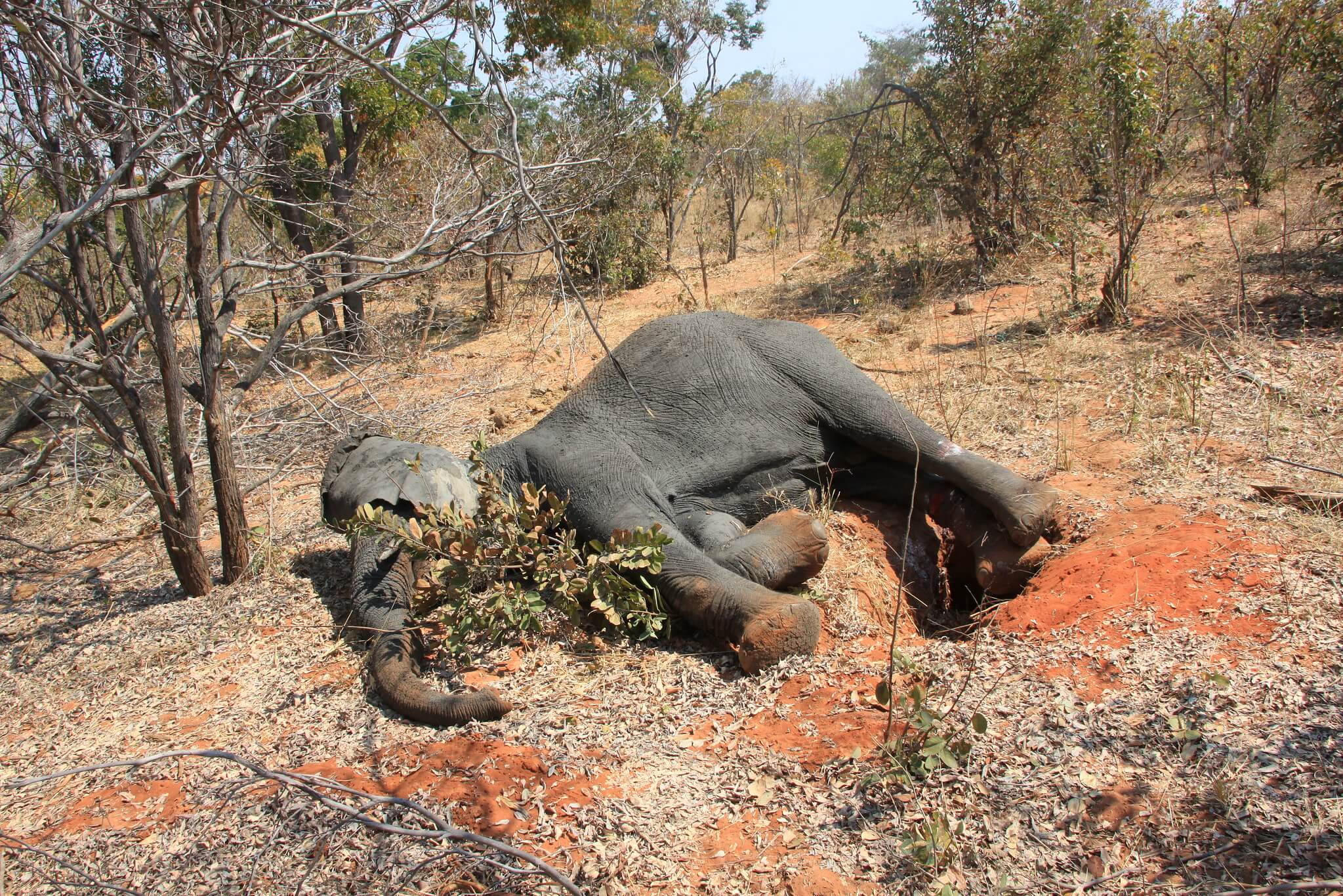 vfwt elephant mortalities